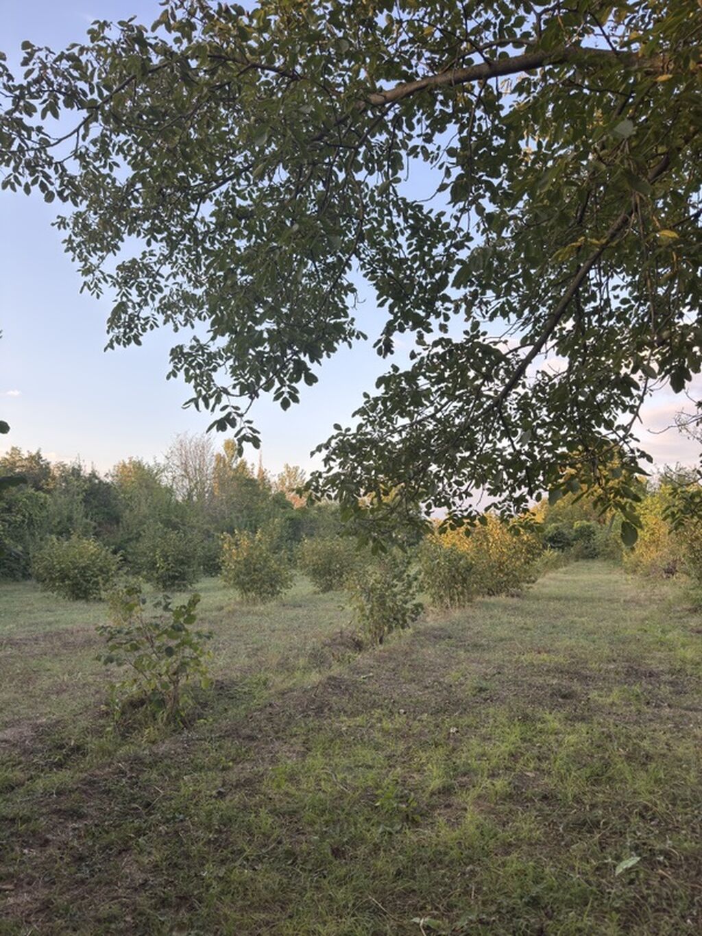 Kənd təsərrüfatı — Torpaq, Göyçay (5)