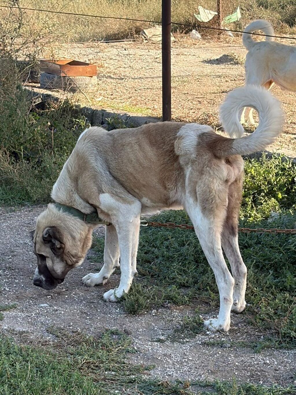 Qurdbasar, 3 il, Erkək, Peyvəndli, Rayonlara çatdırılma — Köpəklər, Mehdiabad (4)