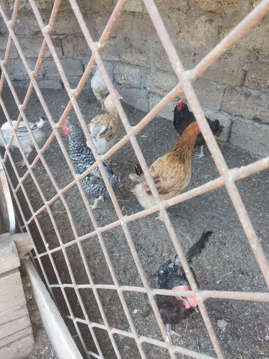 Məhsul: Təbii kənd toyuğu yumurtası mayali 0.65azn. Təsvir: - Günlük — Qida məhsulları, Digah (4)