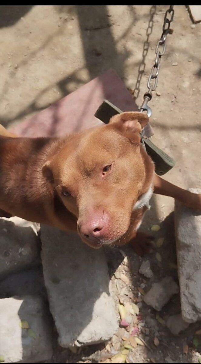 Pitbul — Köpəklər, Bakı (5)