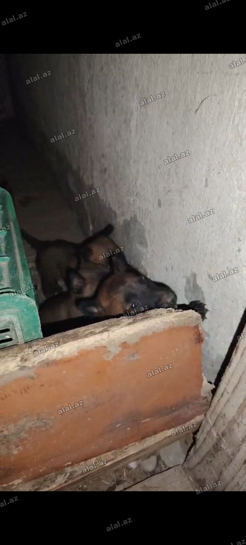 Belçika çoban iti, 1 ay, Erkək, Peyvəndli, Ünvandan götürmə, Pulsuz çatdırılma — Heyvanlar, Bakı (3)