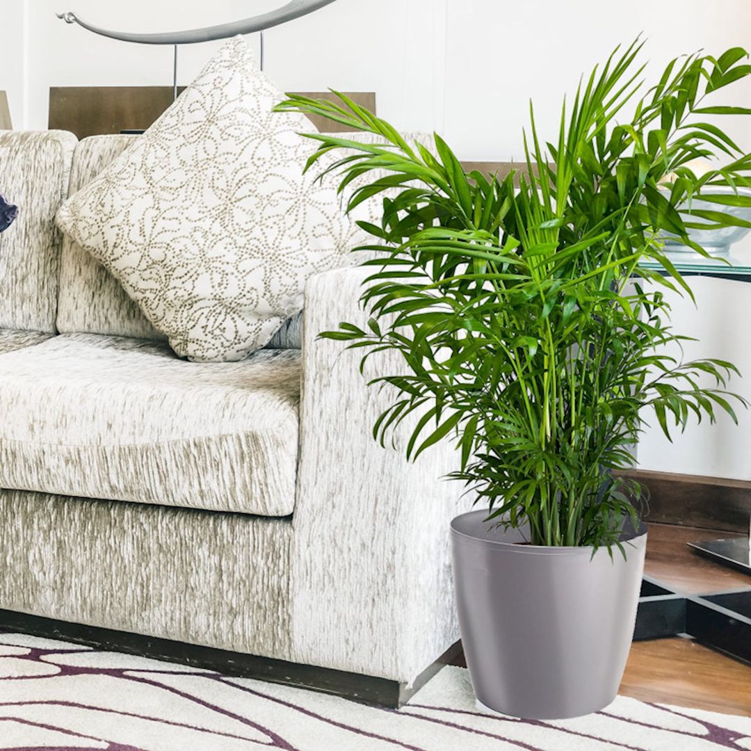 Dibçək Lamela Magnolia, boz, 30х26.5 sm — Mallar, Bakı (2)