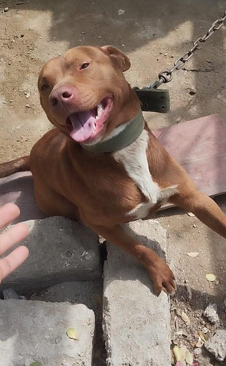 Pitbul — Köpəklər, Bakı (4)