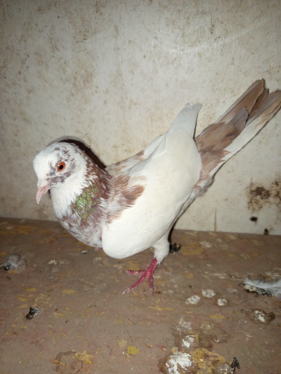 Göyərçinlər — Quşlar, Cəlilabad (3)