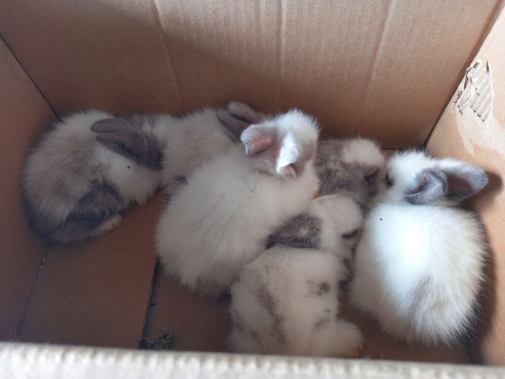 Məhsul: Angora tipli tüklü dovşan balaları Təsvir: - Qarlı-ağ və boz — Dovşanlar, Xırdalan (4)