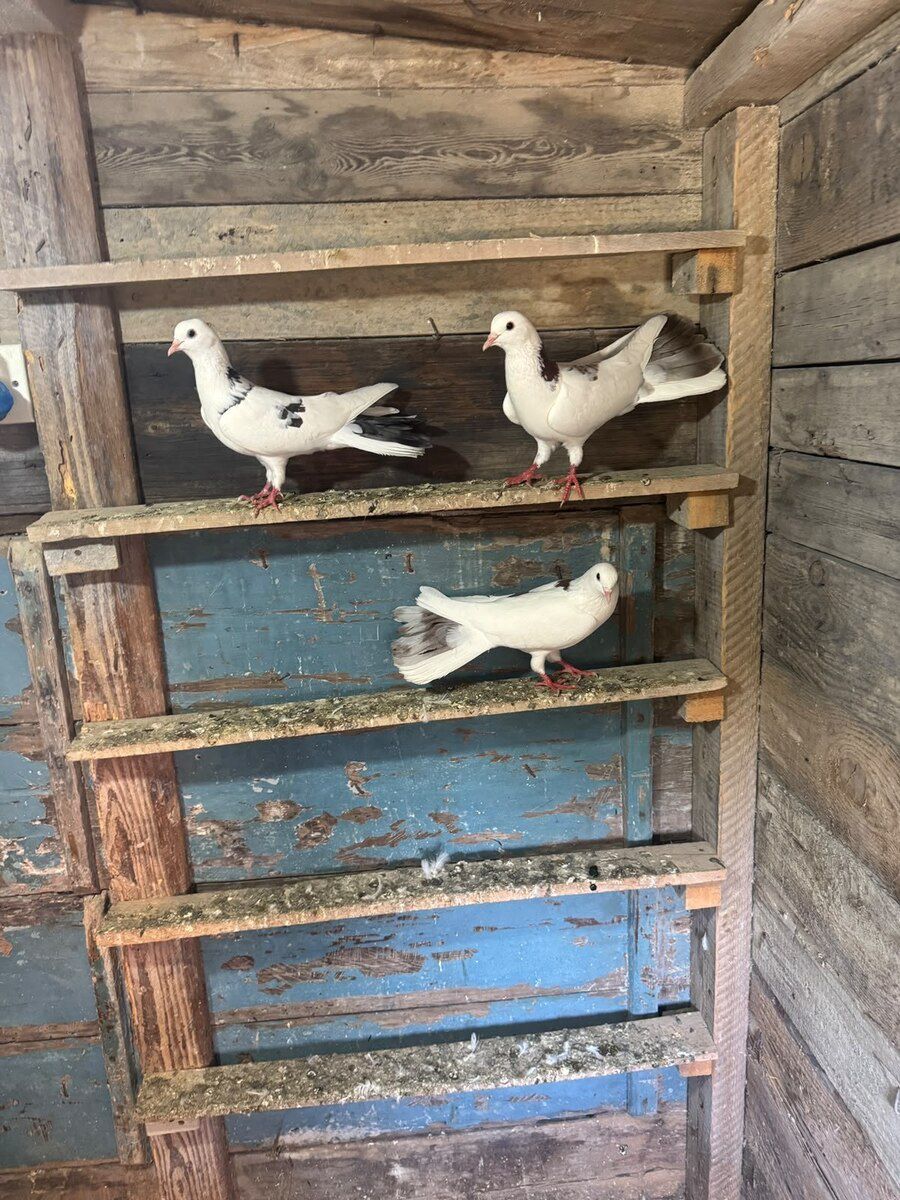 Göyərçin — Quşlar, Bakı