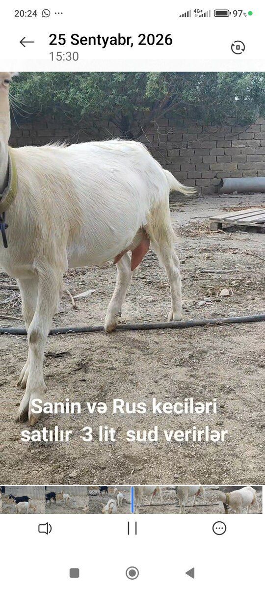 Keçilər — Kənd təsərrüfatı heyvanları, Bakı (5)
