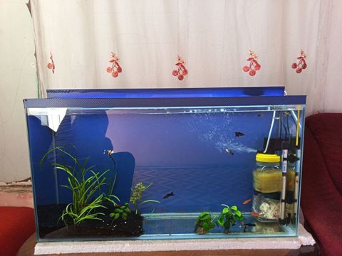 Şüşə akvarium komplekti - Təxmini ölçülər: genişlik ~80–90 sm — Bakı