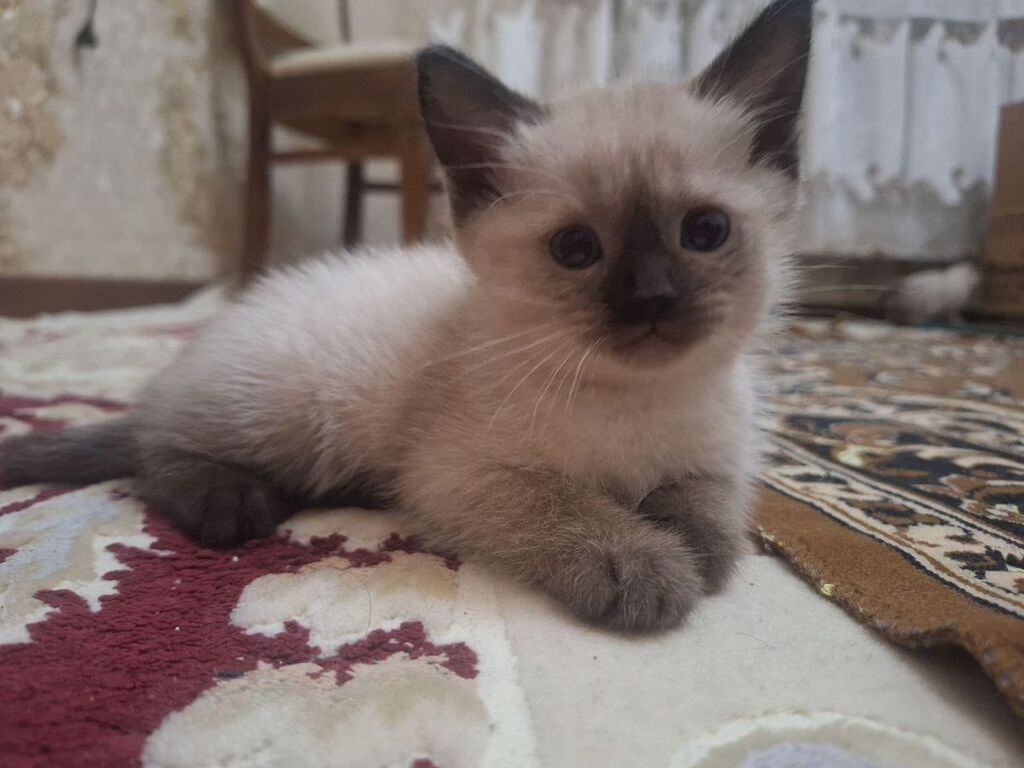 Siam — Pişiklər, Bakı