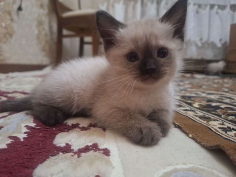 Siam — Bakı