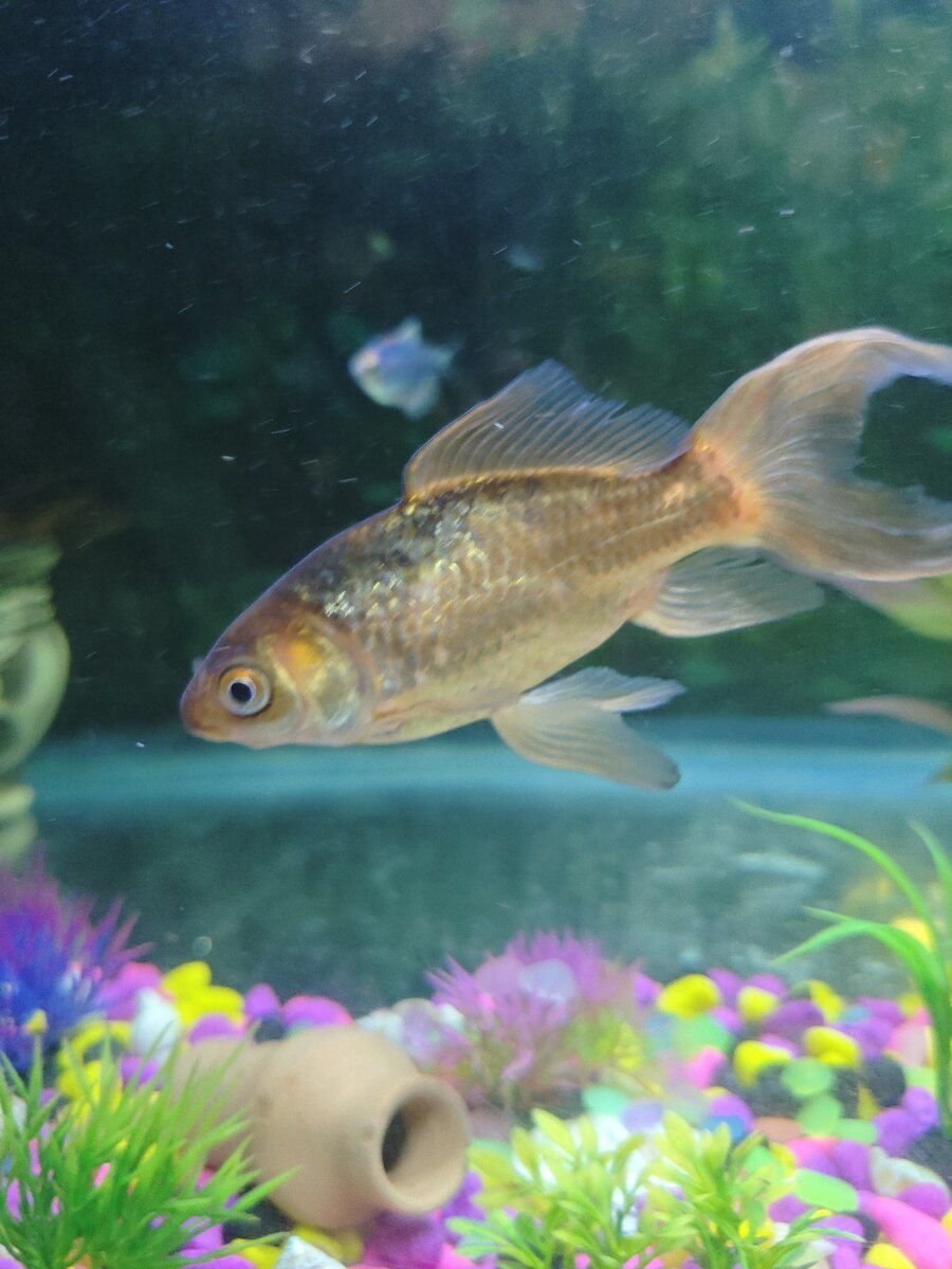 Akvarium — Akvariumlar və balıqlar, Bakı (5)