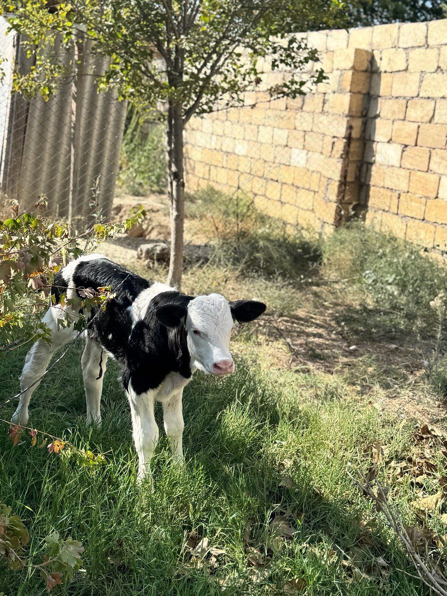 Simmental buzov — Kənd təsərrüfatı heyvanları, Sumqayıt (2)