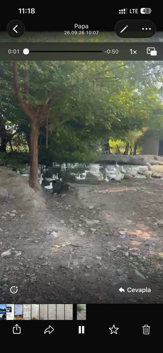 Pekin ördəyi və qazı — Quşlar, Oğuz