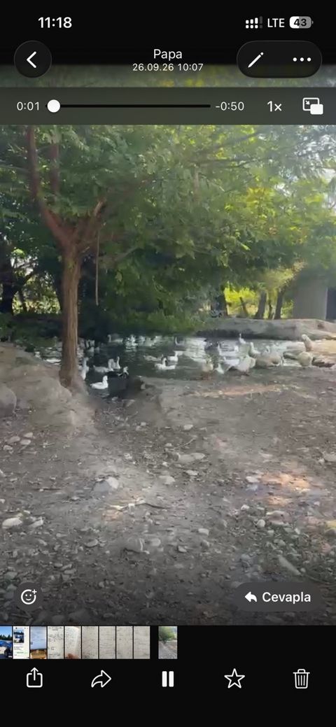 Pekin ördəyi və qazı — Oğuz