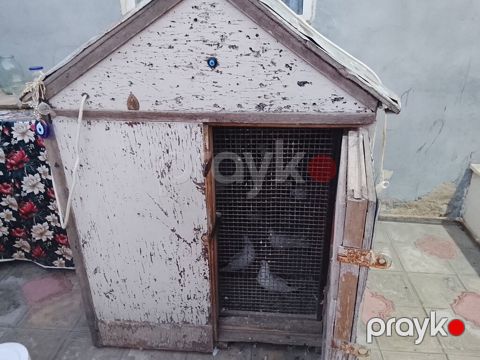 Yuva qarşig gəl apar - Növ: dekorativ/ev göyərçinləri (ağ, qara — Masazır