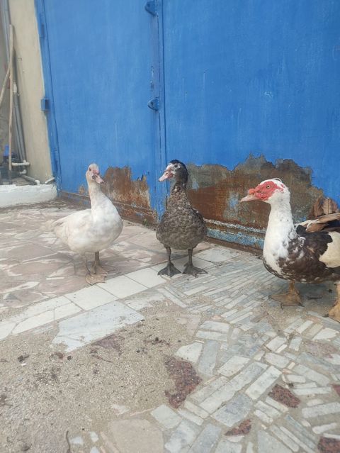 Tam saglam lal ordekler — Digah