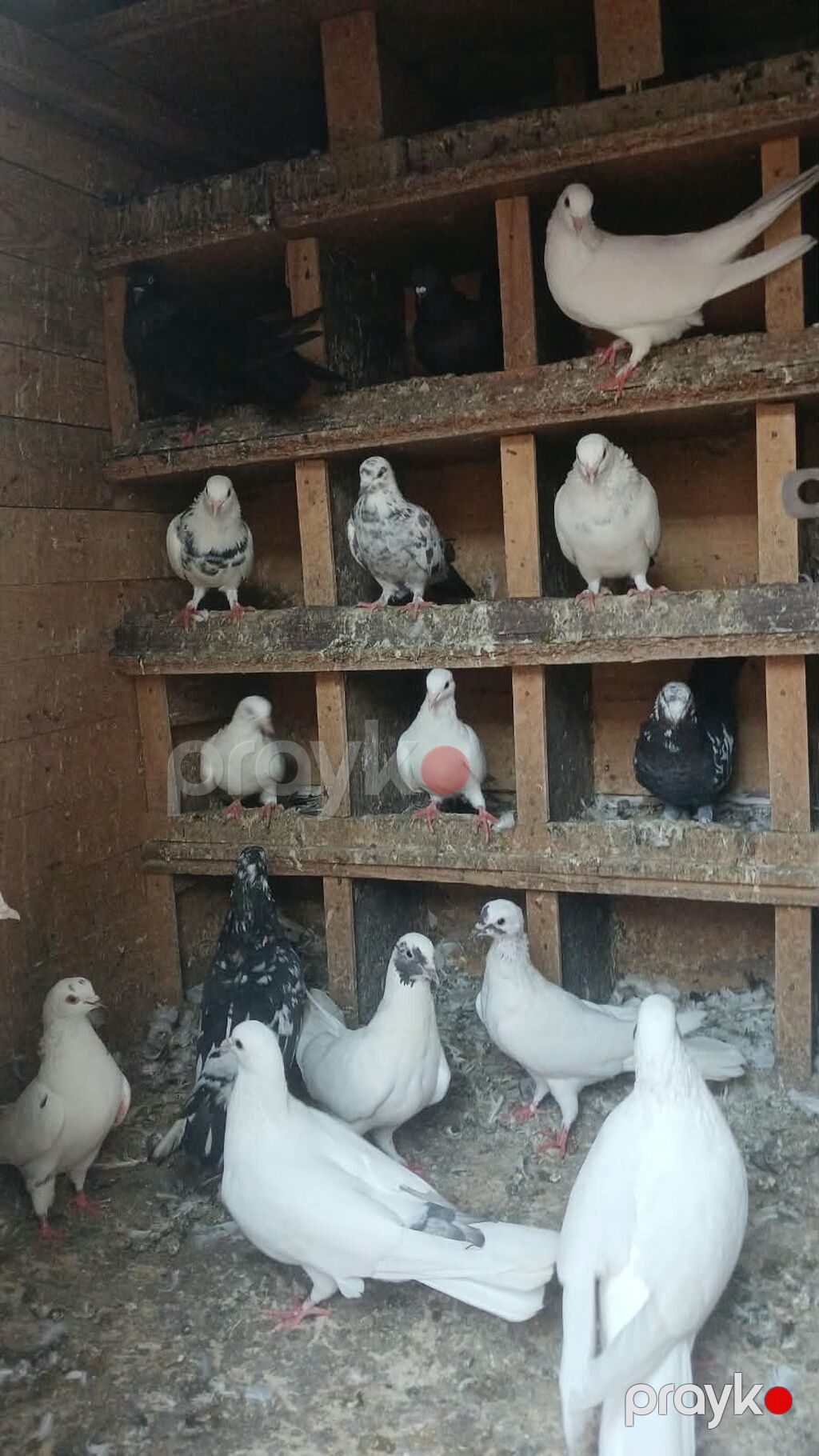 Yuva qarşig gəl apar - Növ: dekorativ/ev göyərçinləri (ağ, qara — Kunalar, Masazır (6)