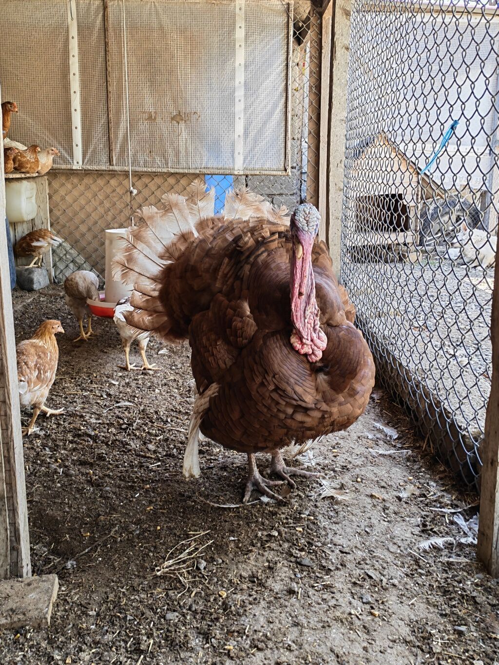 Dişi, Holland, Yumurtalıq, Ünvandan götürmə — Digərləri, Digah (5)