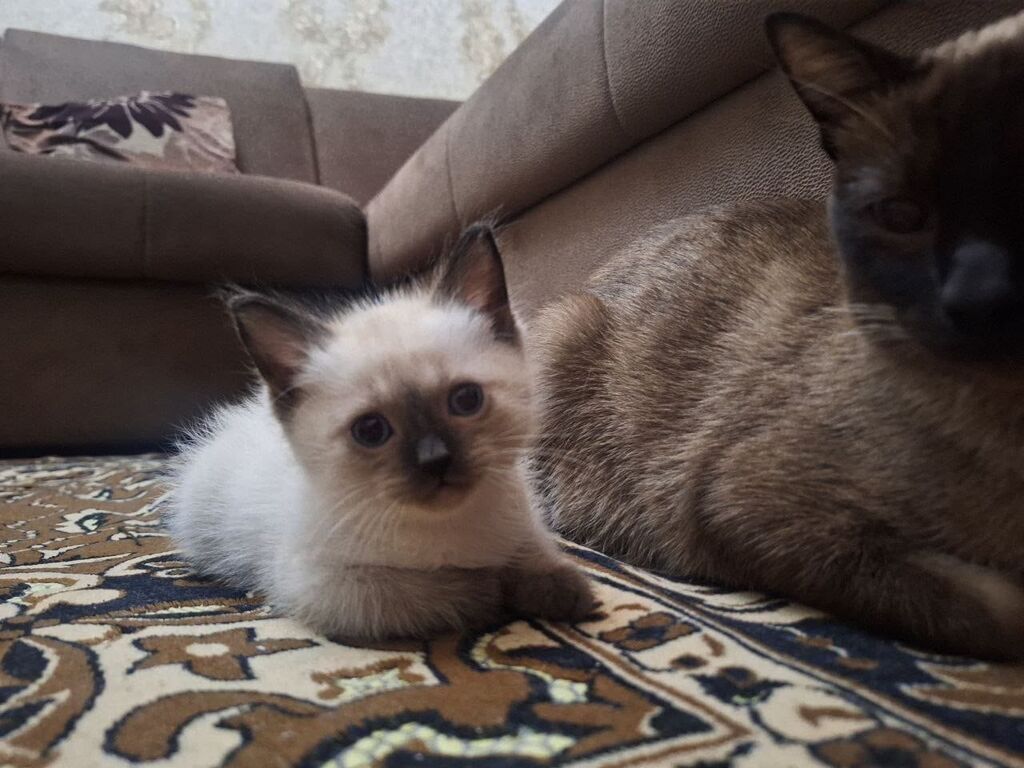 Siam — Pişiklər, Bakı (2)