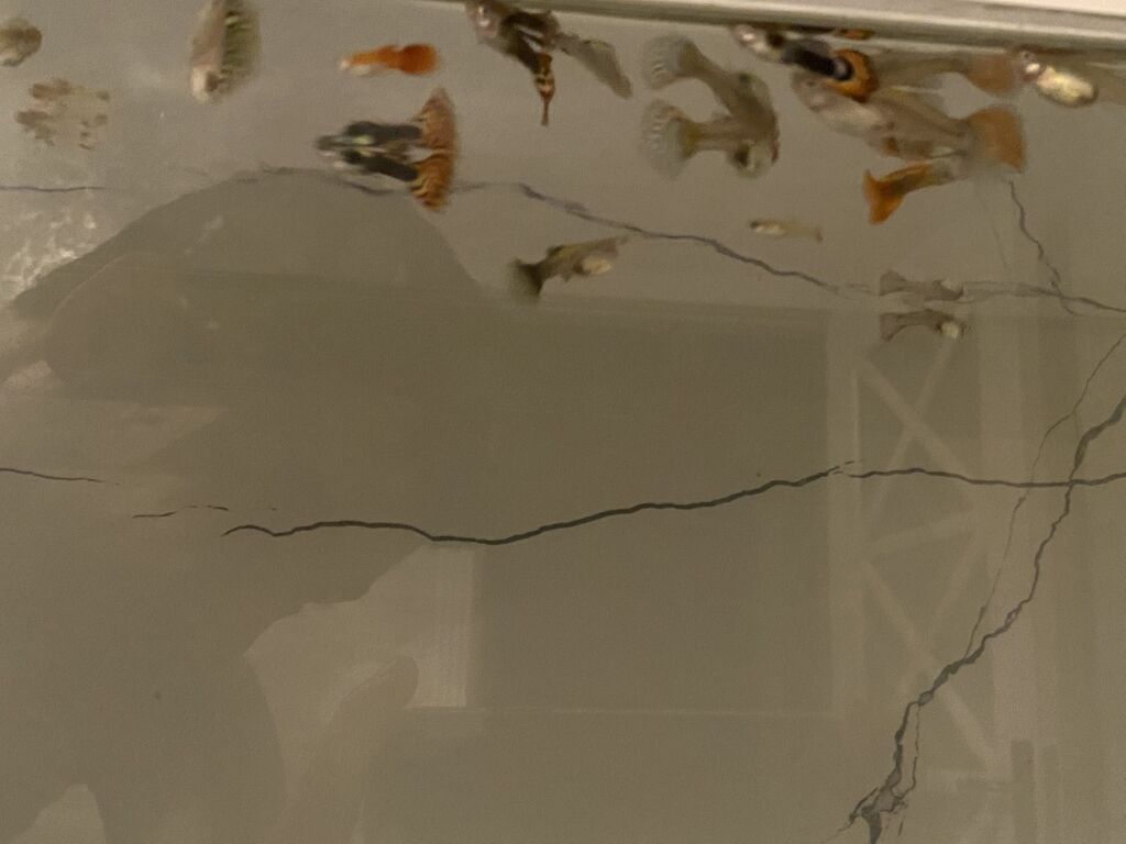 Quppi, Sülhsevər, Ünvandan götürmə — Akvariumlar və balıqlar, Digah (4)