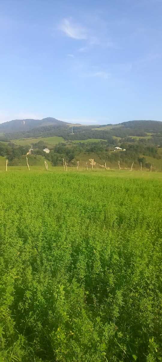 40 sot torpaq sahəsi, Qusar r — Torpaq, Qusar (10)