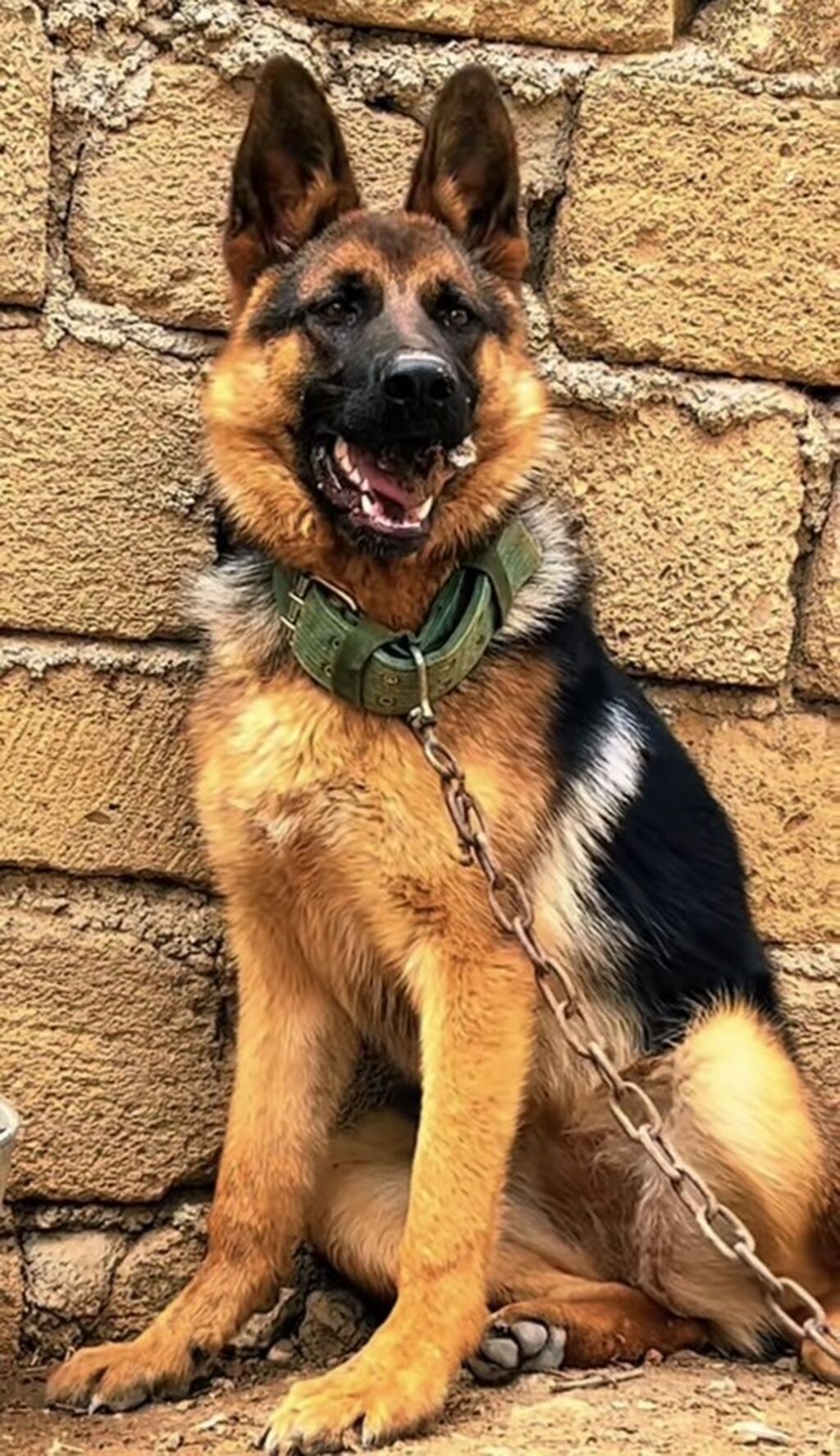 Alman çoban iti — Köpəklər, Mehdiabad