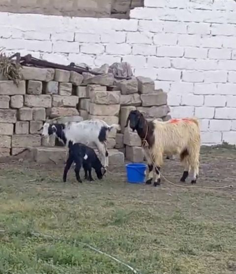 Məhsul: Keçi və oğlaqlar Təsvir: 1Ana 1bala Dişi 1Erkey - Şəkildə — Digah