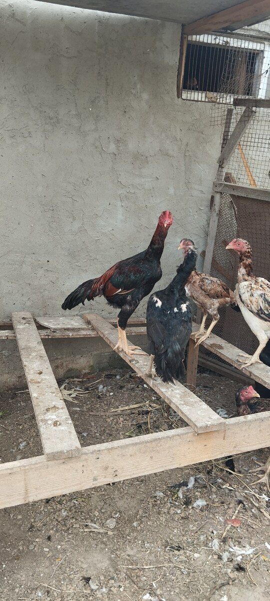 Heyratı beçəsi — Quşlar, Bakı (7)
