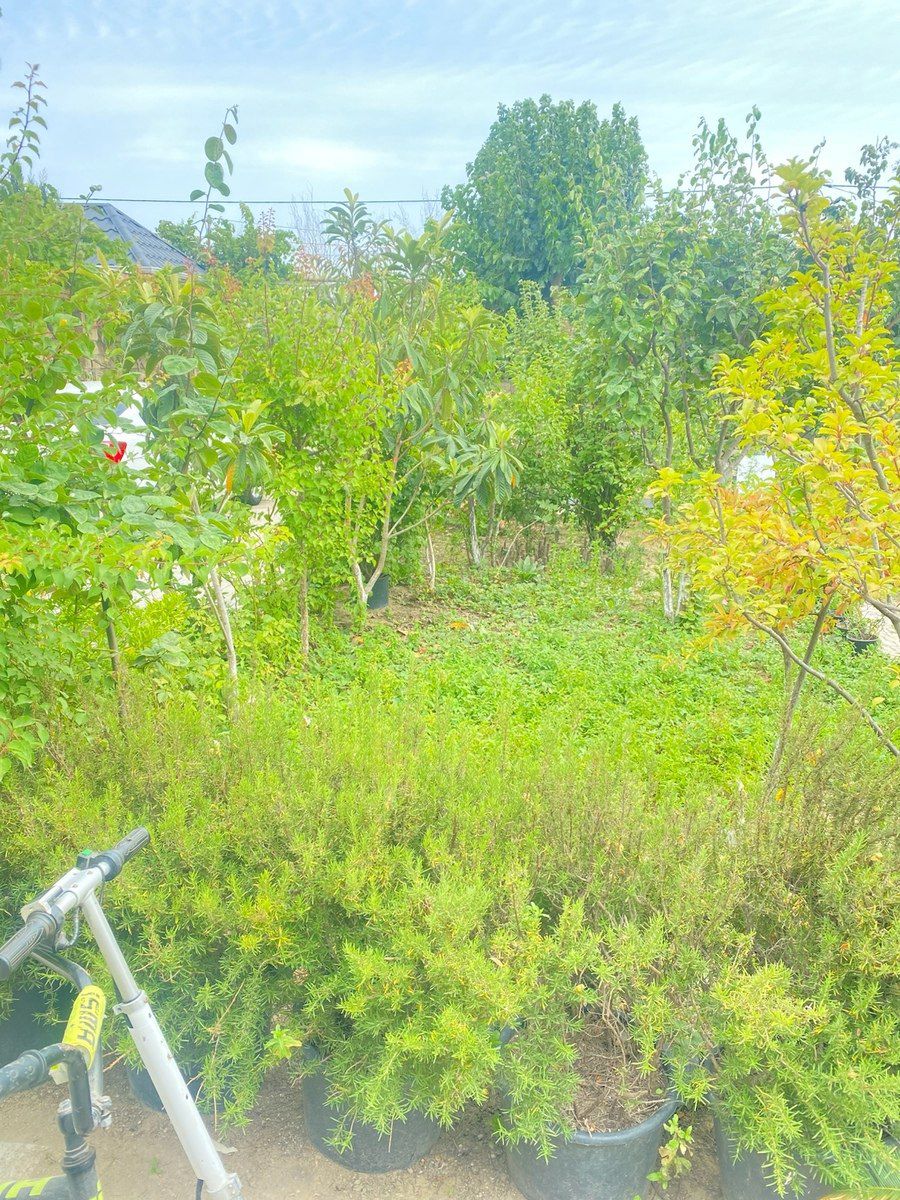 Həyət evi, Bilgəh Albalılıq — Ev, villa, Bakı (3)