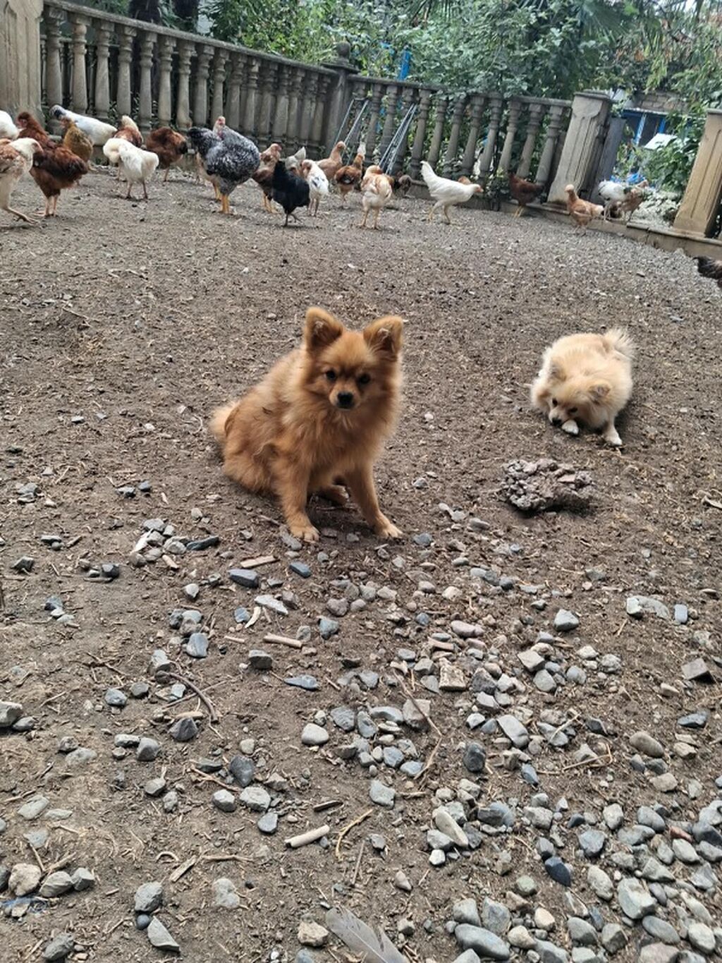 Şpitz, 7 ay, Dişi, Ünvandan götürmə, Ödənişli çatdırılma — Köpəklər, Gəncə (2)