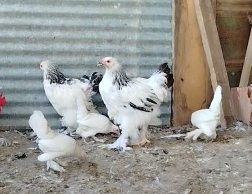 Toyuq, Brama, Damazlıq — Toyuq və xoruz, Göytəpə
