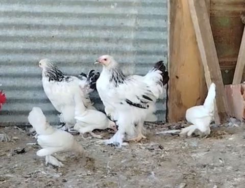 Toyuq, Brama, Damazlıq — Göytəpə