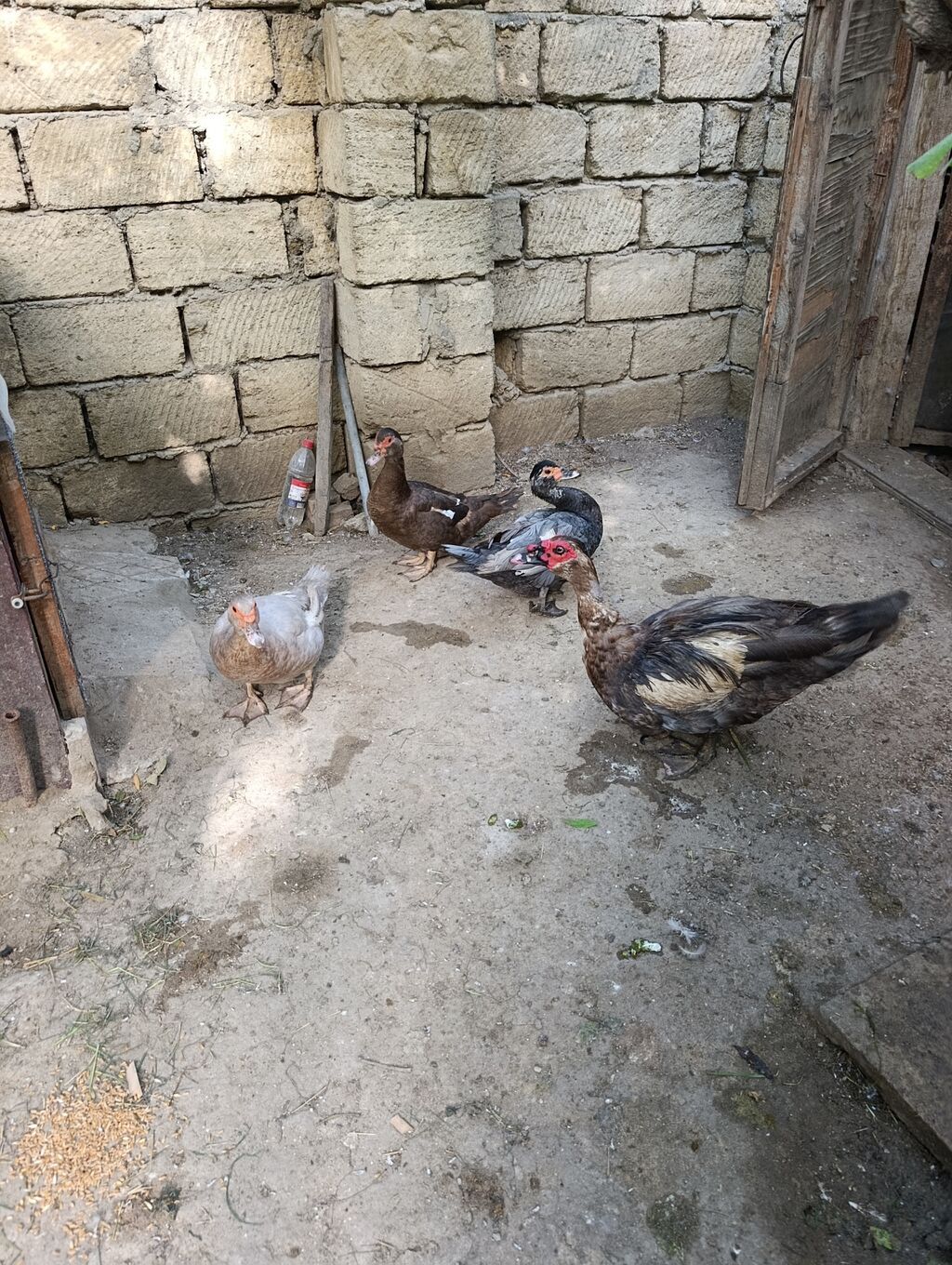 Lal Ordək. Sort. 1 Erkək. 3 Dişi. Erkək Tuleydədi. Qızğın. Damazlıq — Digərləri, Bakı