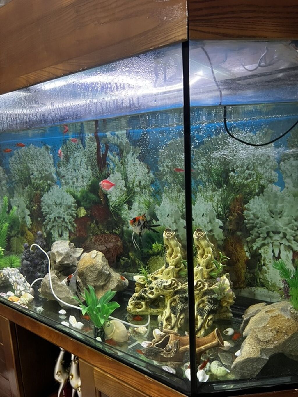 Böyük 450 l akvarium. Wkafi demiz aqacdandi wiwmir curumur indiki — Akvariumlar və balıqlar, Saray (3)