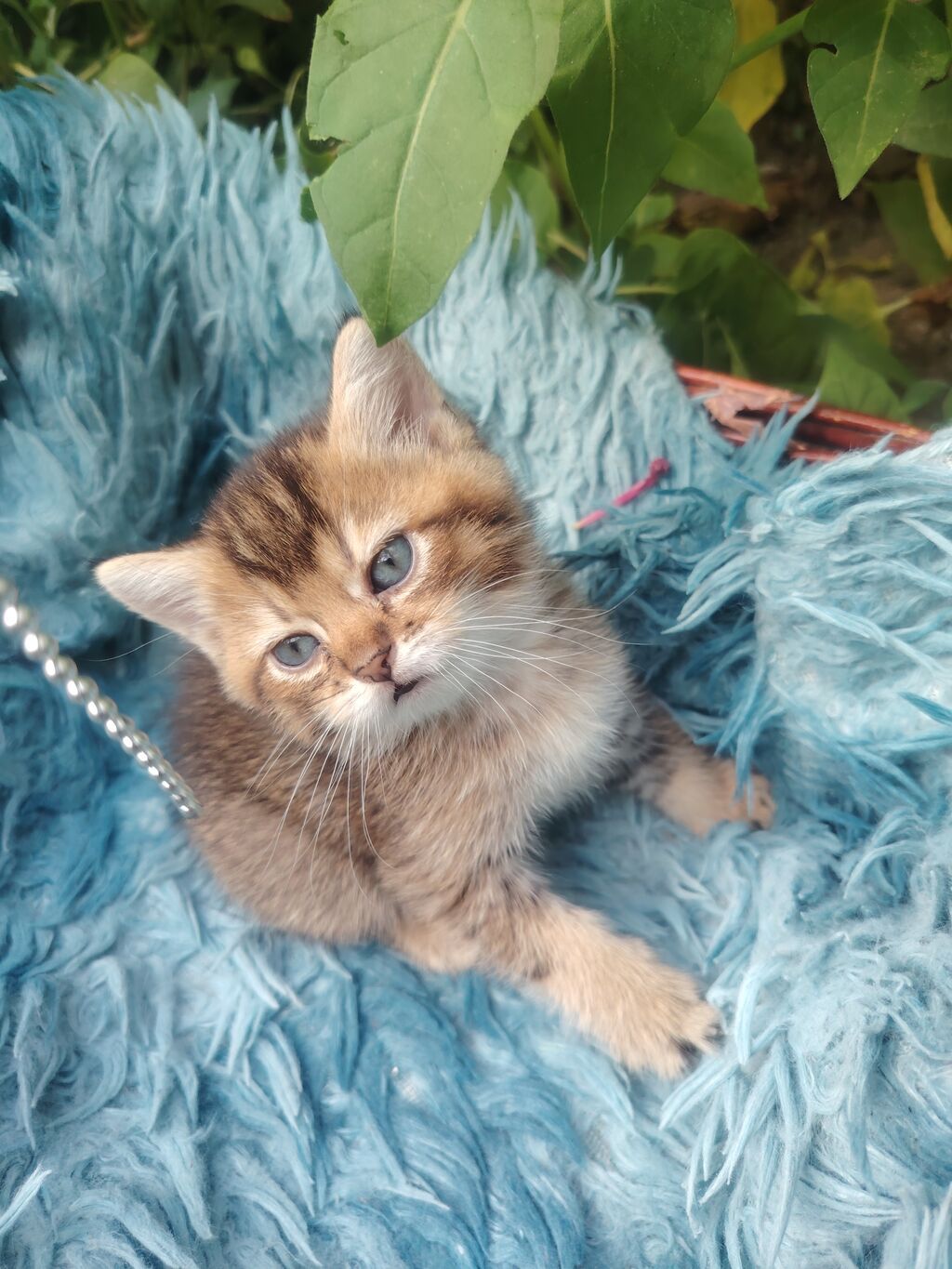 Qızıl şinşilla, Erkək, Yaxşı əllərə, Ünvandan götürmə — Pişiklər, Digah (3)