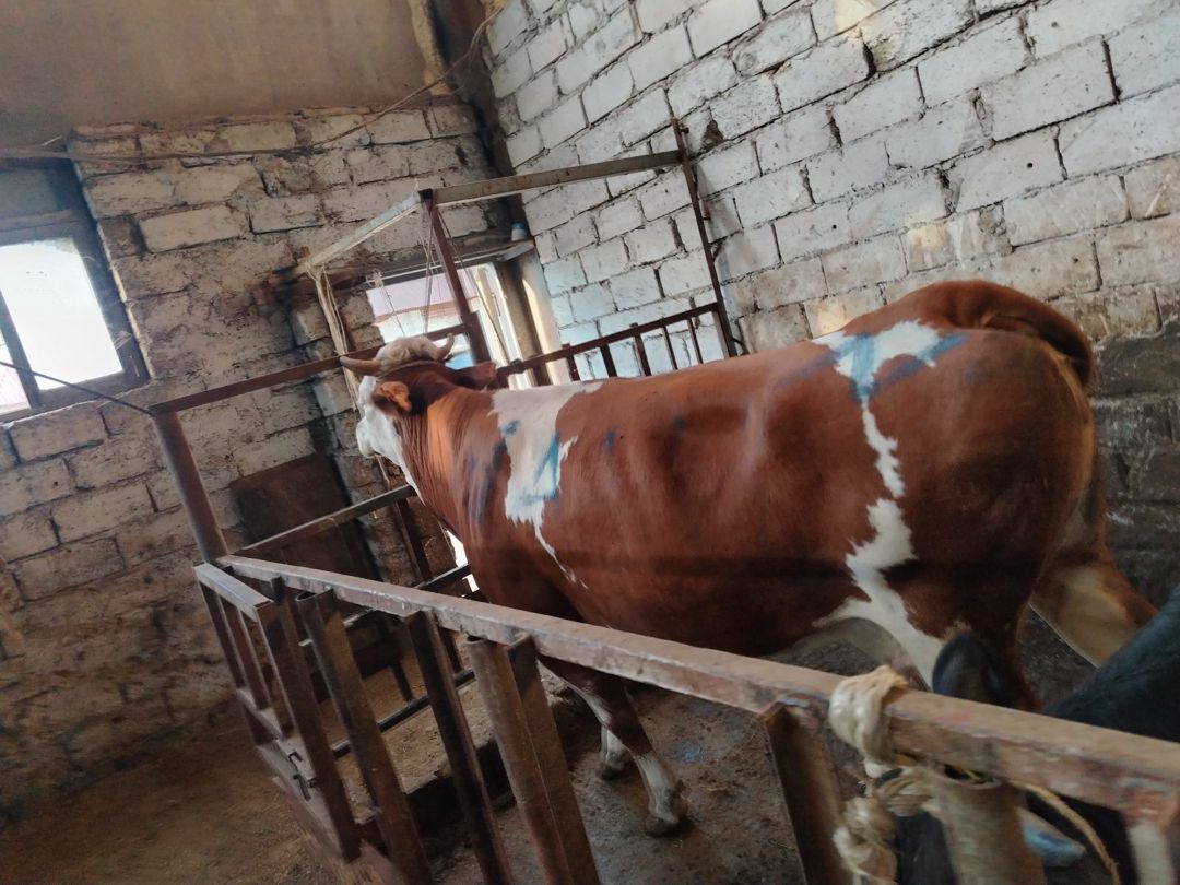 İnək — Kənd təsərrüfatı heyvanları, Bakı (8)