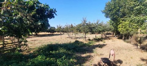 Satılır torpaq 51 sot — Cəlilabad