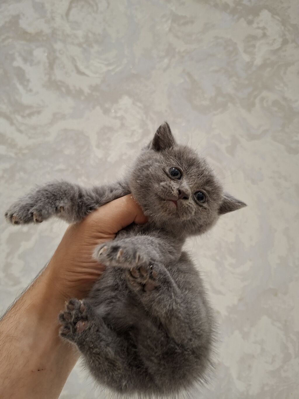 Boz rəngli balaca pişik balası - Cins: Qısa tüklü boz (klassik “blue” — Pişiklər, Bakı (3)