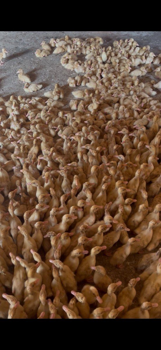 Pekin ördəkləri — Quşlar, Sumqayıt (2)