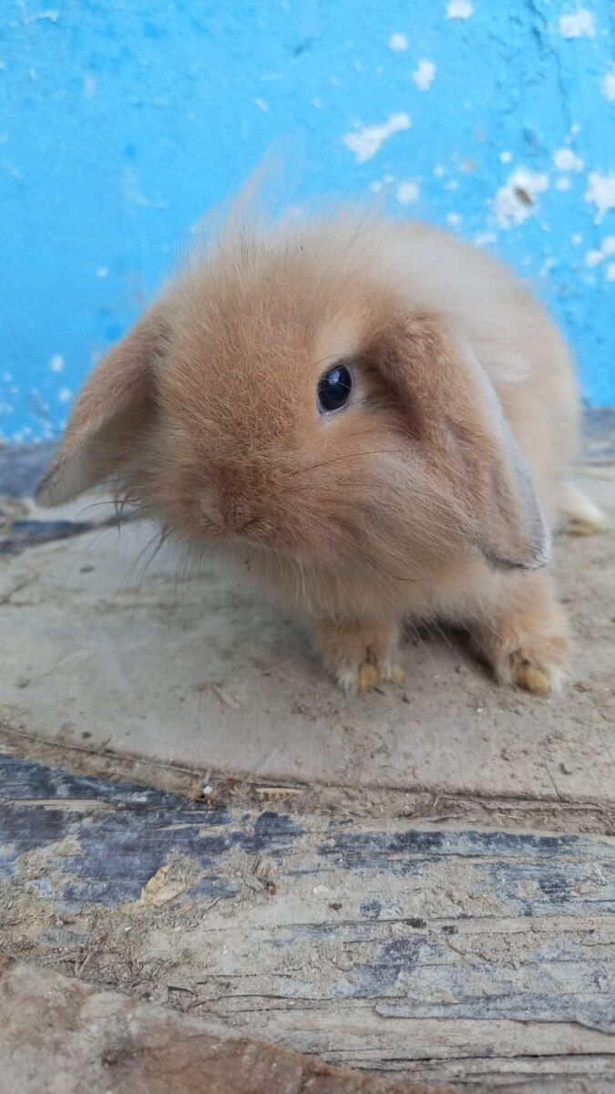 Holland lop dovşanı — Dovşanlar, Bakı (6)