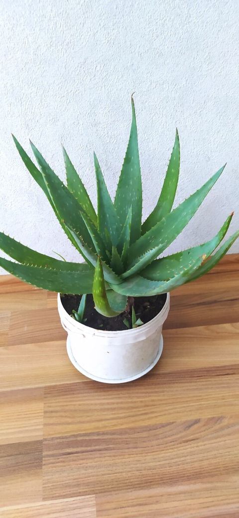 Aloe — Sumqayıt