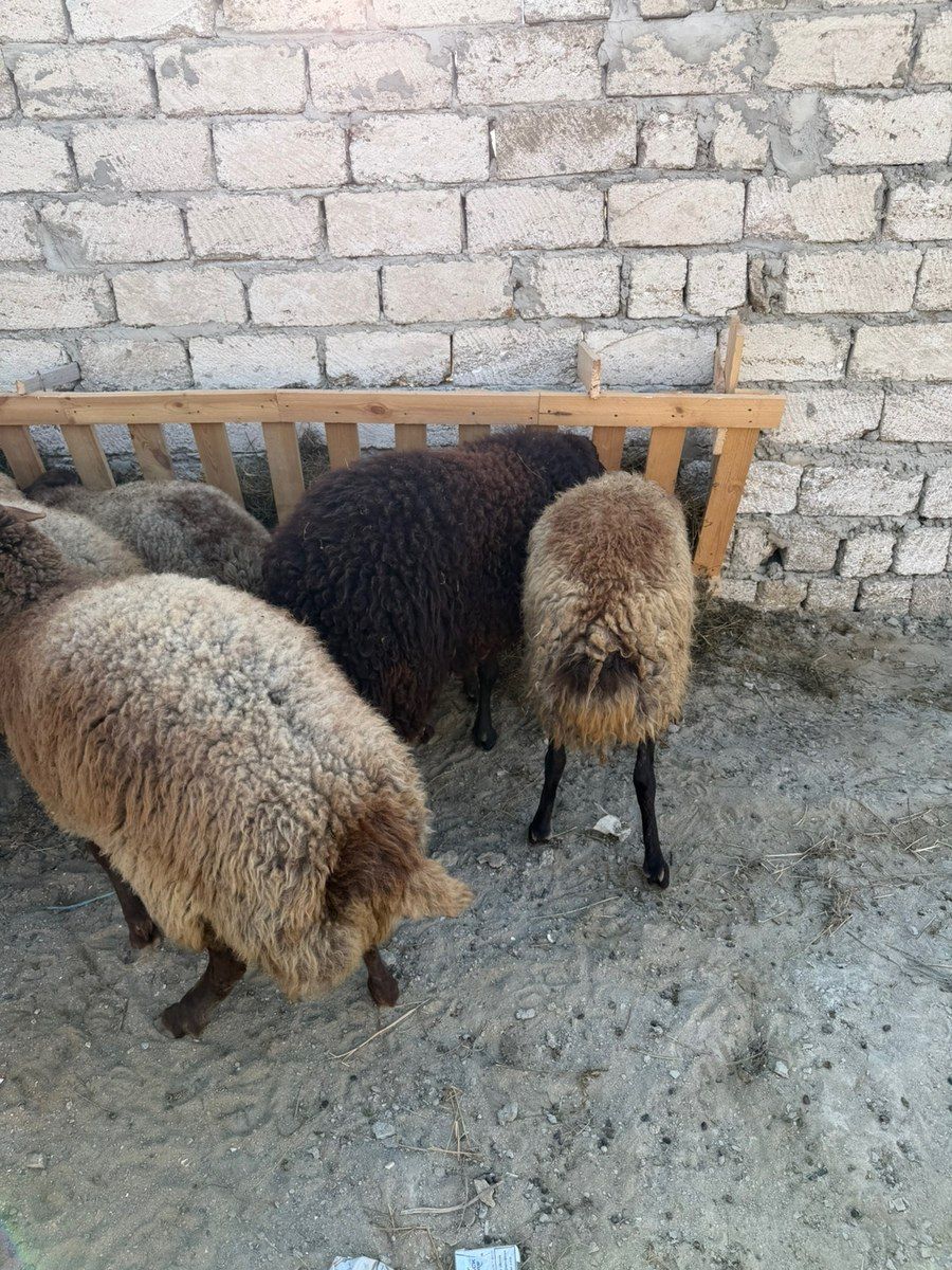 Qoçlar — Kənd təsərrüfatı heyvanları, Bakı (9)