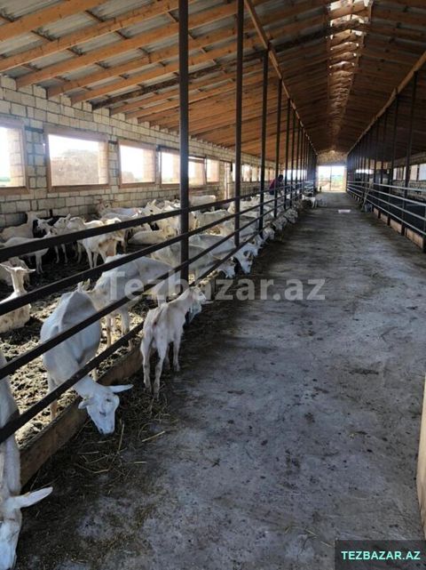 Fermа satılır İmişlidə — İmişli