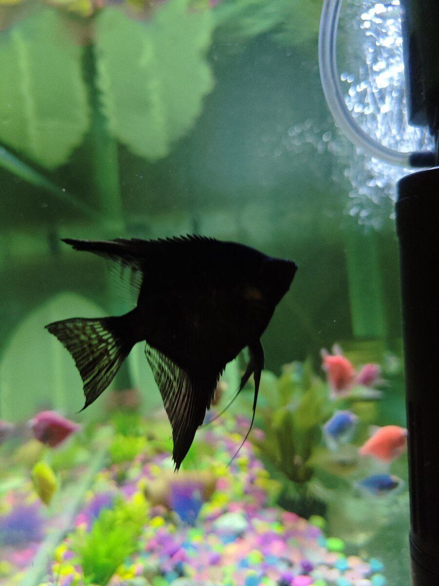 Akvarium — Akvariumlar və balıqlar, Bakı (11)