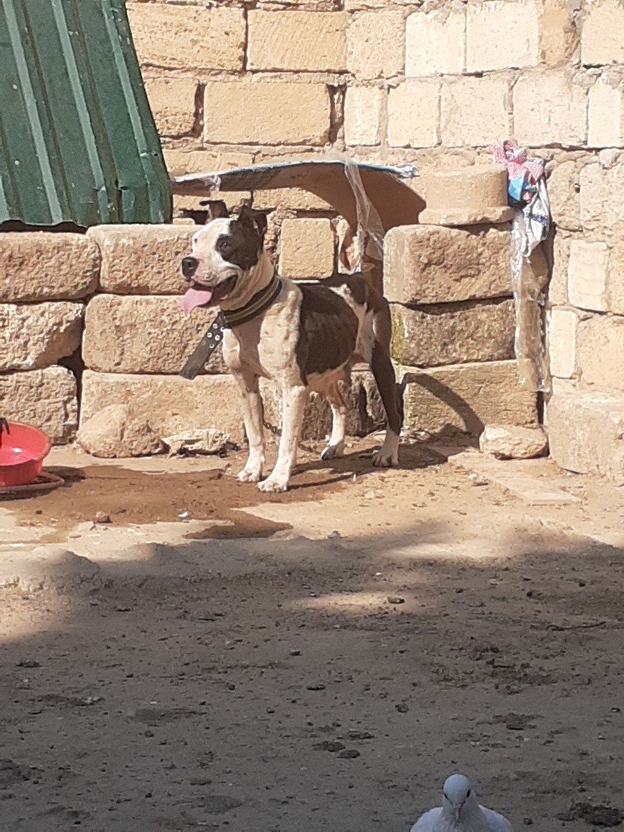 Pitbul — Köpəklər, Bakı (3)