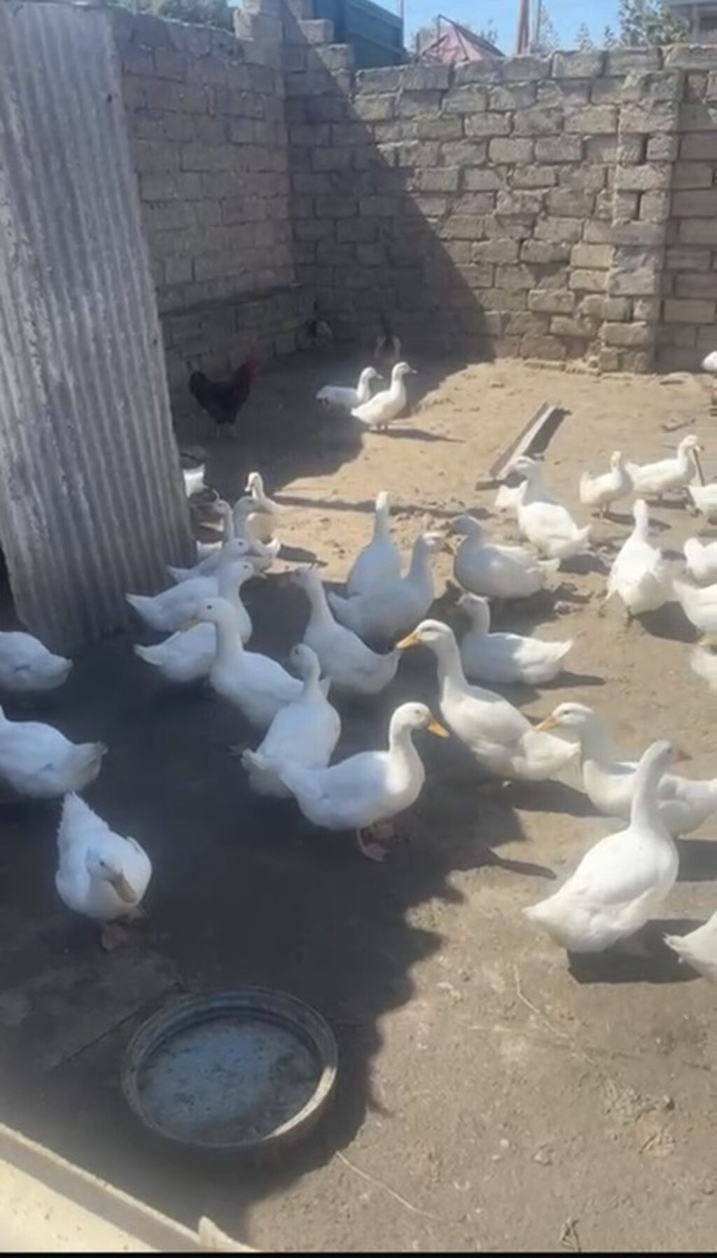 Salam kim isdəsə yazsın 2 ay yarmlığ pekin 12 manatdan təcli satlır — Digərləri, Bakı (3)