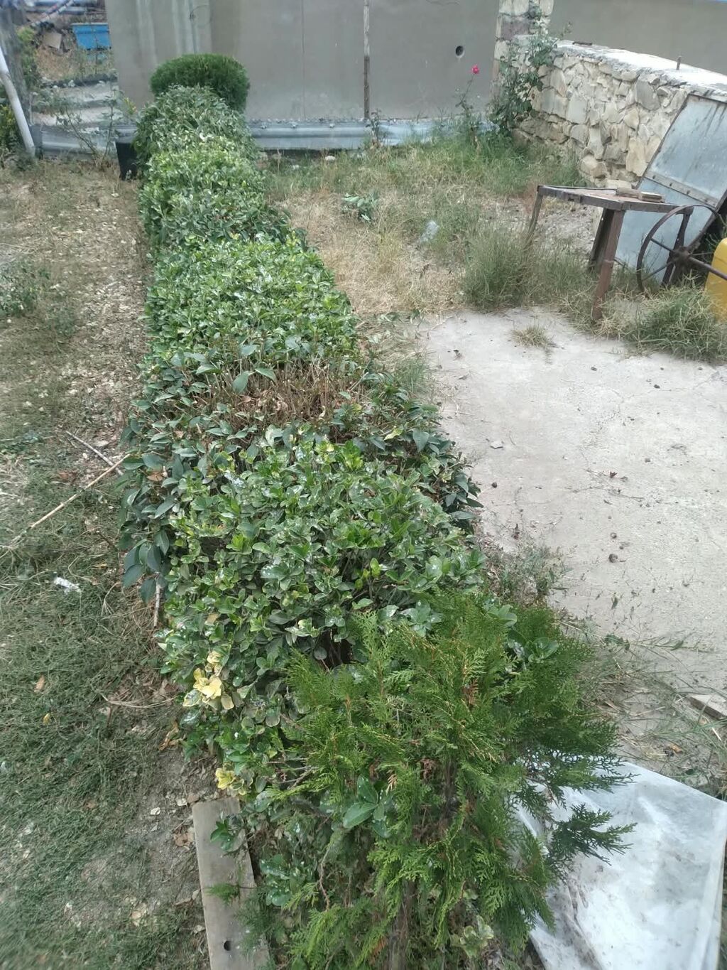 Həyət və bağ üçün formada kəsilə bilən canlı çəpər kolları.QİYMƏTDE — Bitkilər, Gəncə