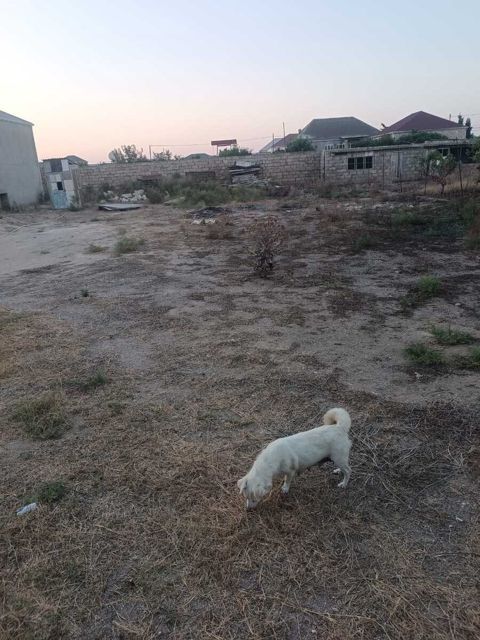 5.26 sot torpaq sahəsi, Zirə qəs — Bakı
