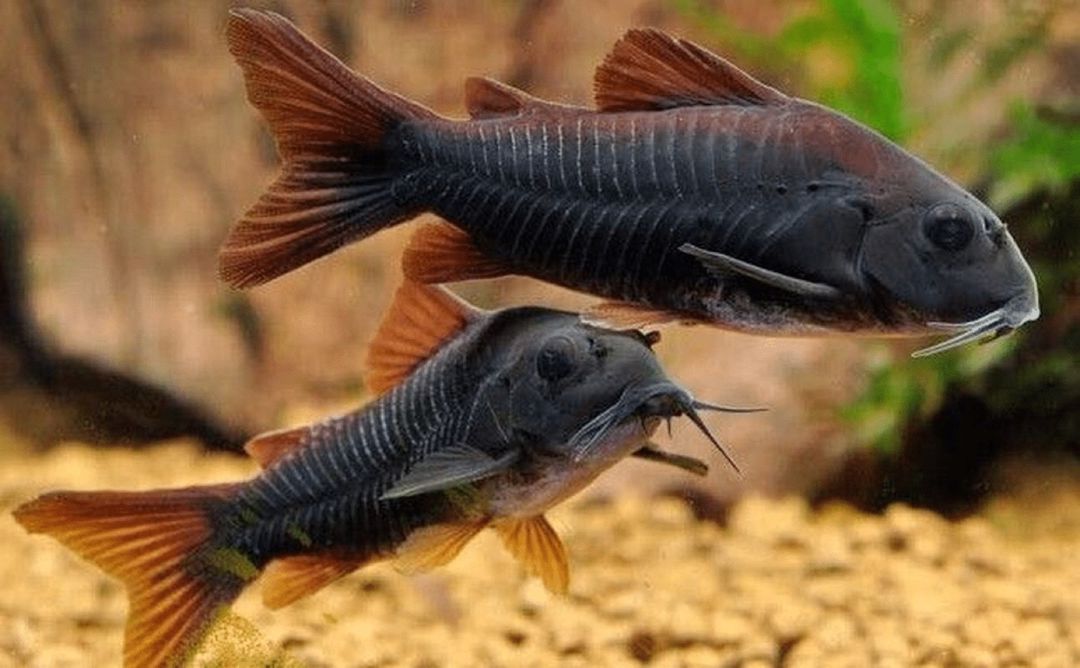Koridoras Venezuella Black — Akvariumlar və balıqlar, Bakı (3)
