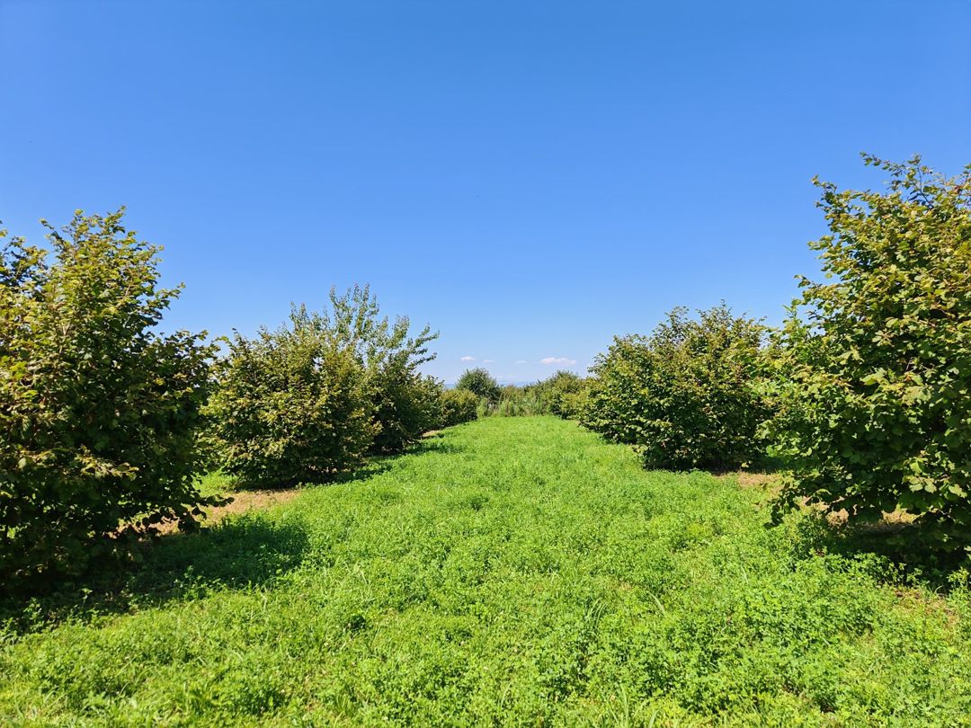 Satılır torpaq 100 sot — Torpaq, Zaqatala (4)